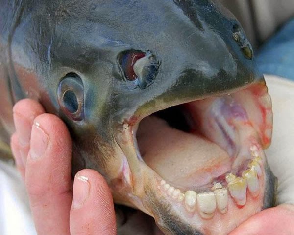 Animals You May Not Have Known Existed - The Pacu Fish