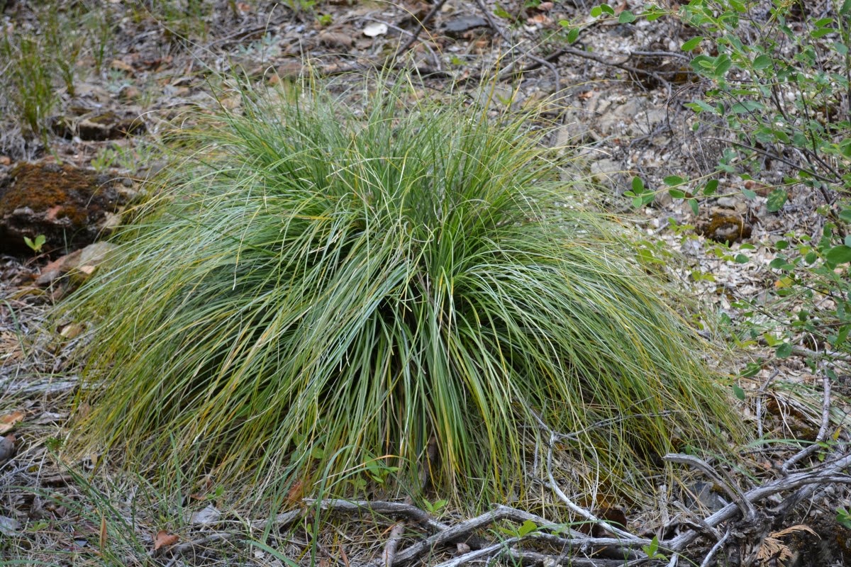 Karuk Basket Materials Gathering and Processing Bear Grass