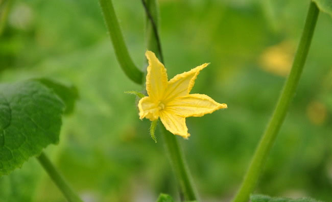 Cucumber Flowers Cucumber Flowers