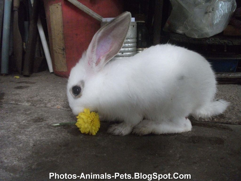 Dangerous of Wild Animals Pet rabbits