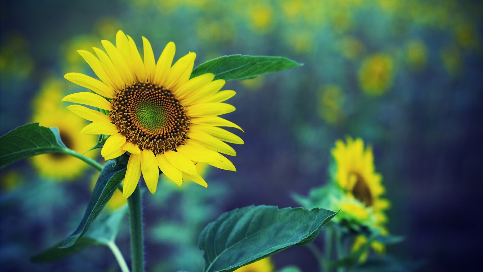 Sunflower HD Wallpapers (High Definition) Free Background
