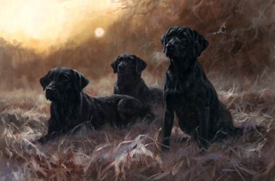 Allevamento Labrador Retriever Cuccioli Di Labrador In Vendita