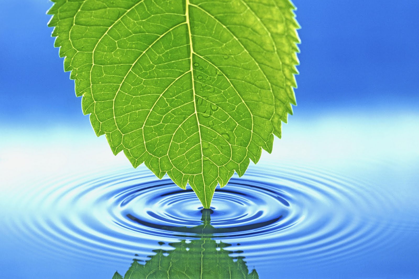 http://2.bp.blogspot.com/-uba12WMPpiM/T_FmxF7pzuI/AAAAAAAABds/89Ixq1p6hB4/s1600/Nature+www.telugu-wallpaper.blogspot.com+(14).jpg