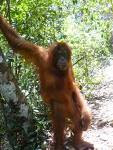 TREKING IN BUKIT LAWANG