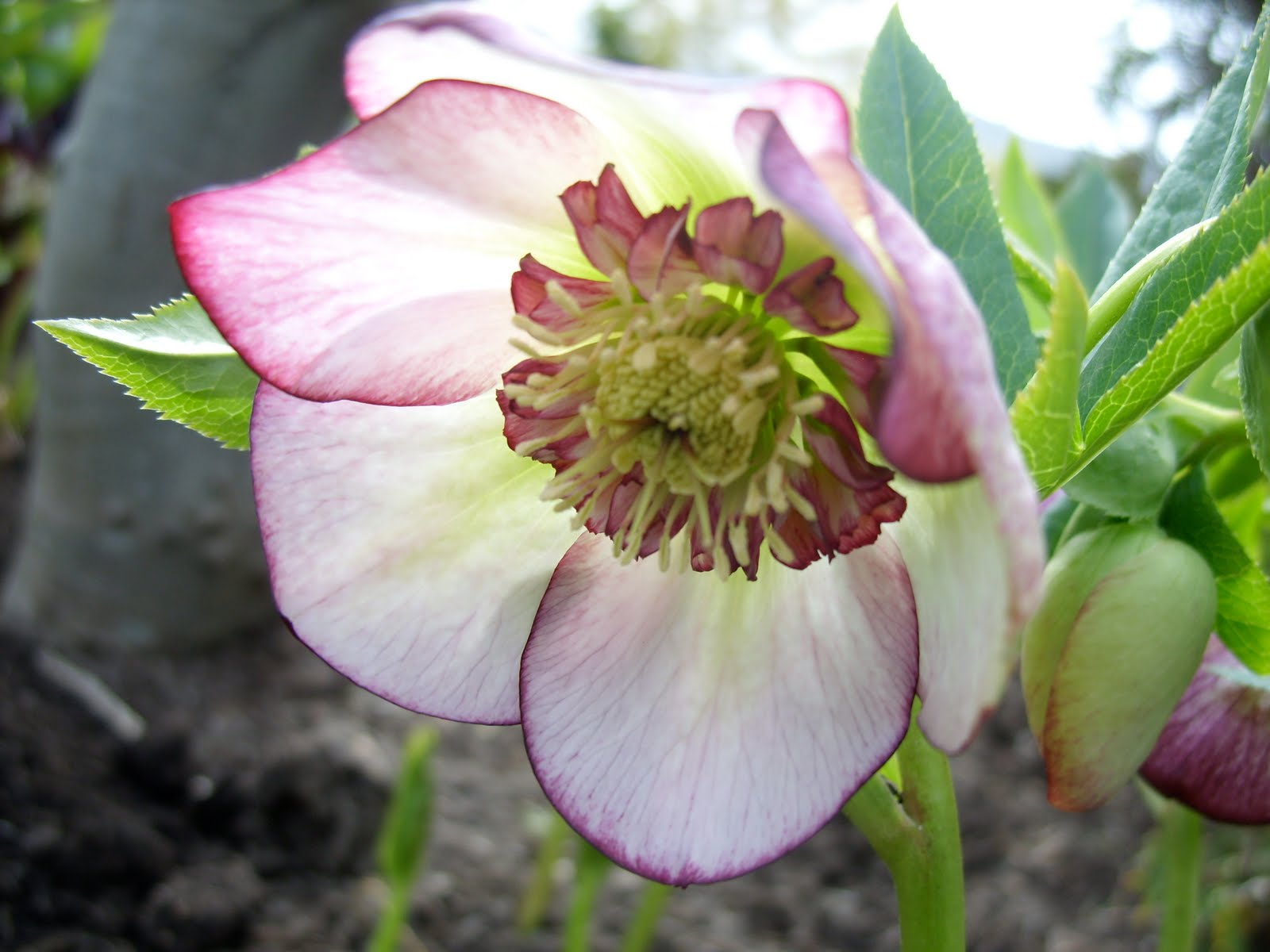 Winton House Highland Hellebores