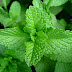 نبات النعناع - mint - ماهو النعناع