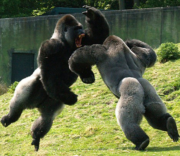 planet zoo animals fight