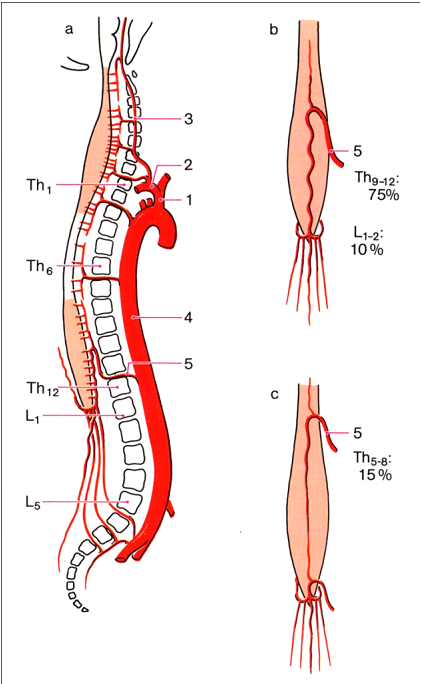 Healthy Ranula: Central Nervous System(CNS) -Blood Supply