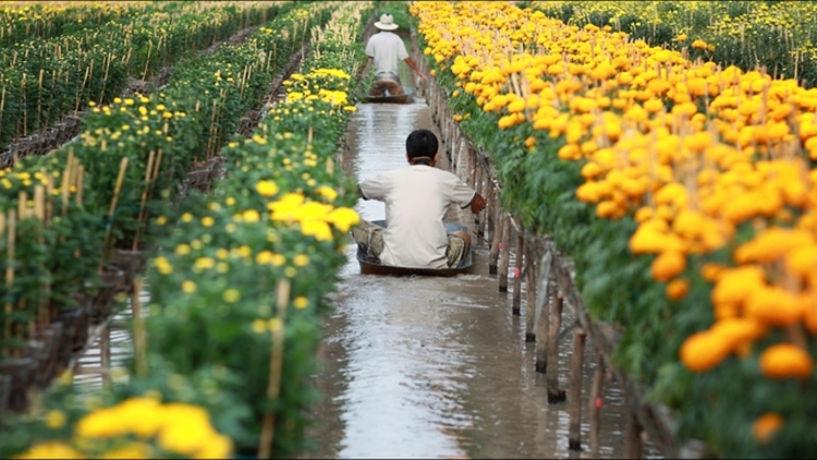 [Image: ha-lan-ho-tro-nguoi-trong-hoa-sa-dec-4.jpg]