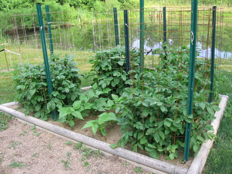 Mike's Bean Patch Memorial Day Overview