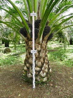Batang kelapa sawit 