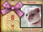 Harvey Button Forever