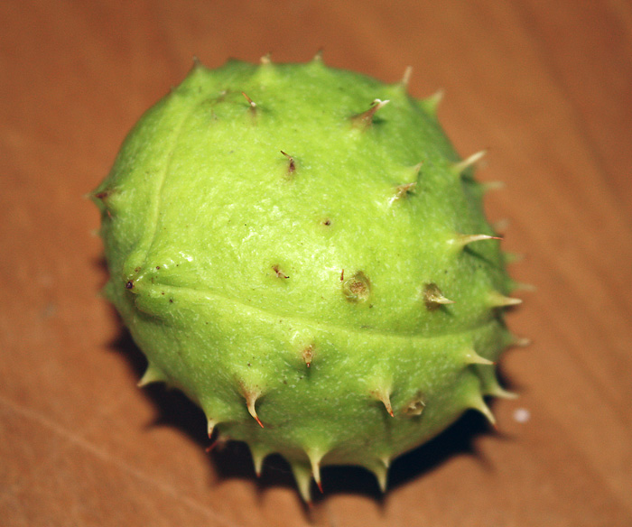 Andrea�s Easy Vegan Cooking Chestnuts exploding over an