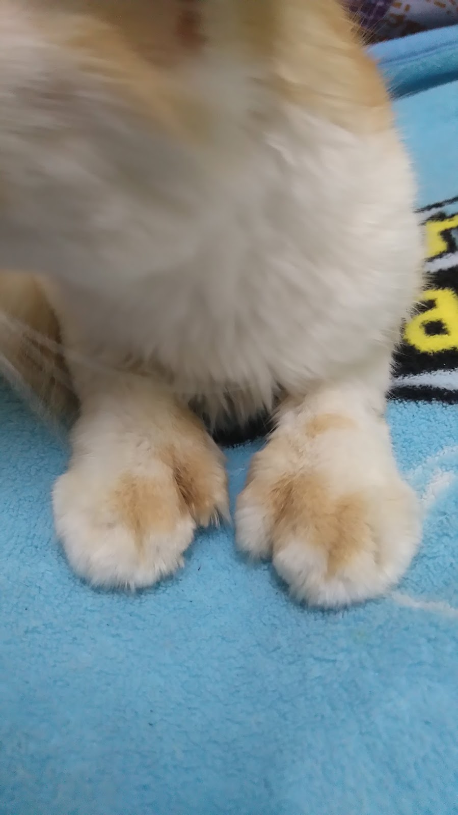 JKCR Cats Rescue ( JamilKucing Cats Rescue ) My Six Fingers Cats