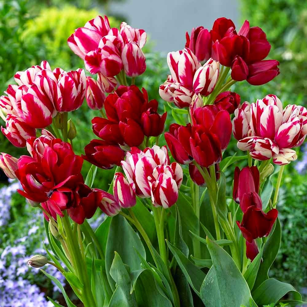 My Virtual Garden Tulips in Chicago