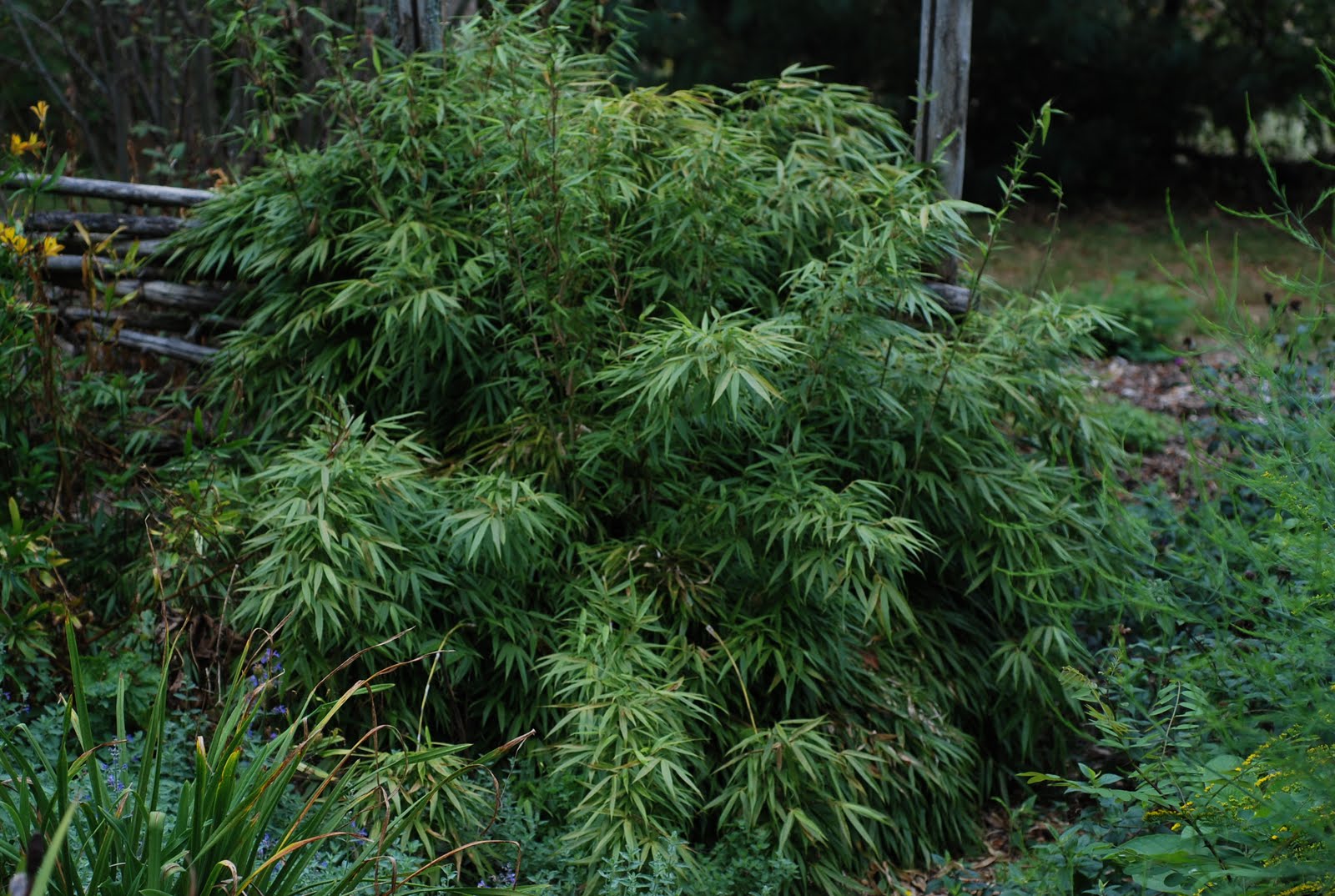 Lifestyle Garden A Hardy Clumping Bamboo