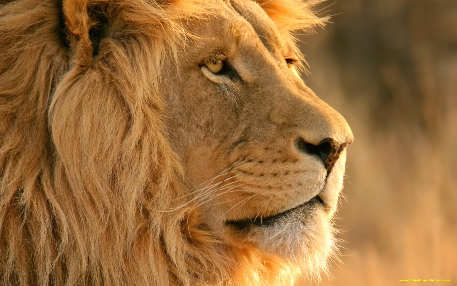 Beautiful Hd Wallpapers For Android Lion In Amazing Style Beautiful Hd Wallpapers For Android Lion In Amazing Style