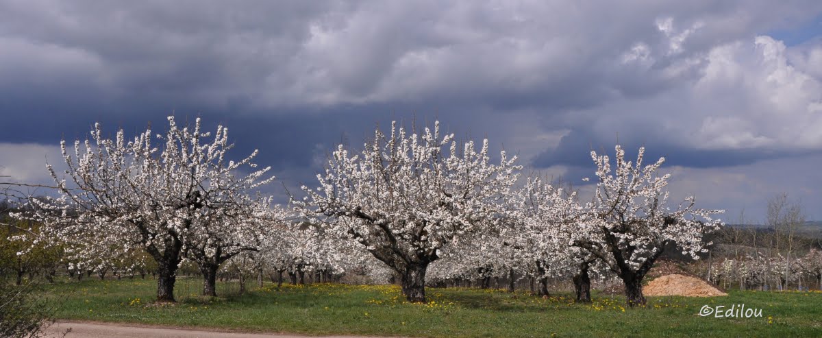 FLORAISON SOUS UN CIEL CHARGé