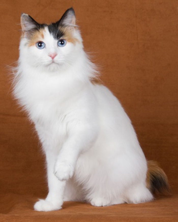 life expectancy of japanese bobtail cat annie many life expectancy of japanese bobtail cat annie many