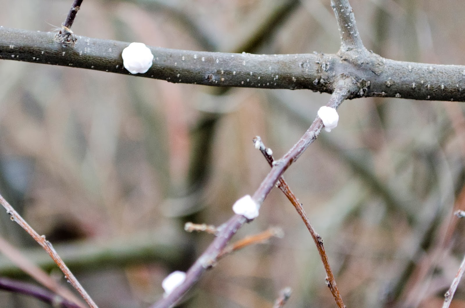 Urban Wildlife Guide Soft Wax Scale Insects