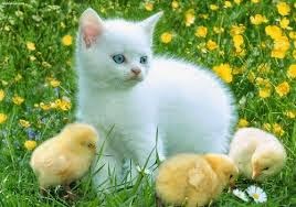 Animales tiernos 2015 - 2016 Animales tiernos 2015 - 2016