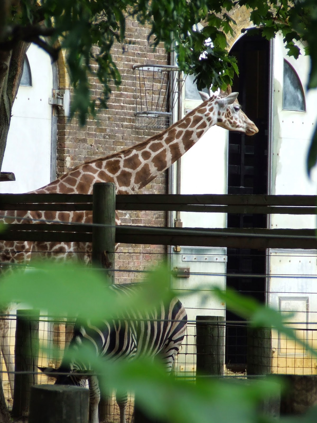 Wild World Why do we need zoos?