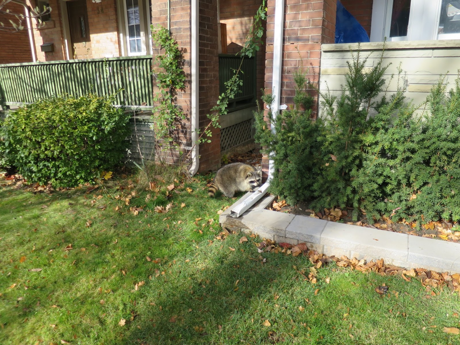 rencontre inhabituel