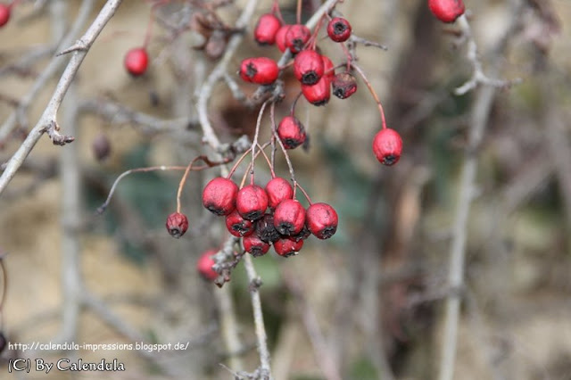 Weißdorn Crataegus