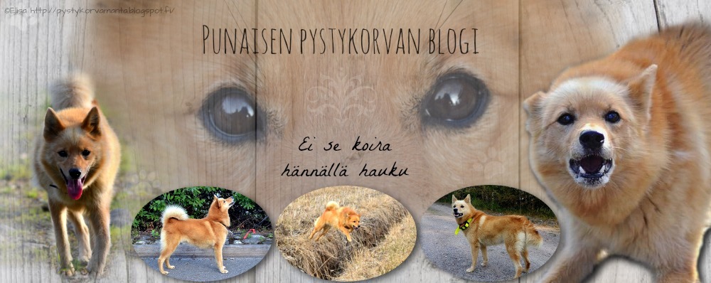 Punaisen pystykorvan blogi