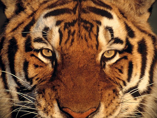 Online Wallpapers Shop: Free Tiger Wallpaper, Desktop Tiger Wallpapers HD