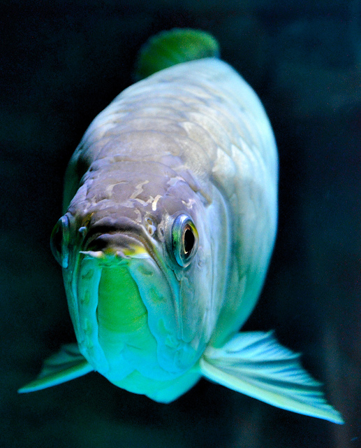 Banjar Red Arowana Pictures | Exotic Tropical Ornamental