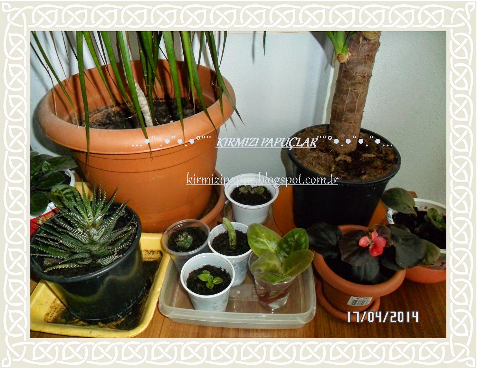 OFİSDEKİ GÜZEL ÇİÇEKLERİM - KIRMIZI PAPUÇLAR