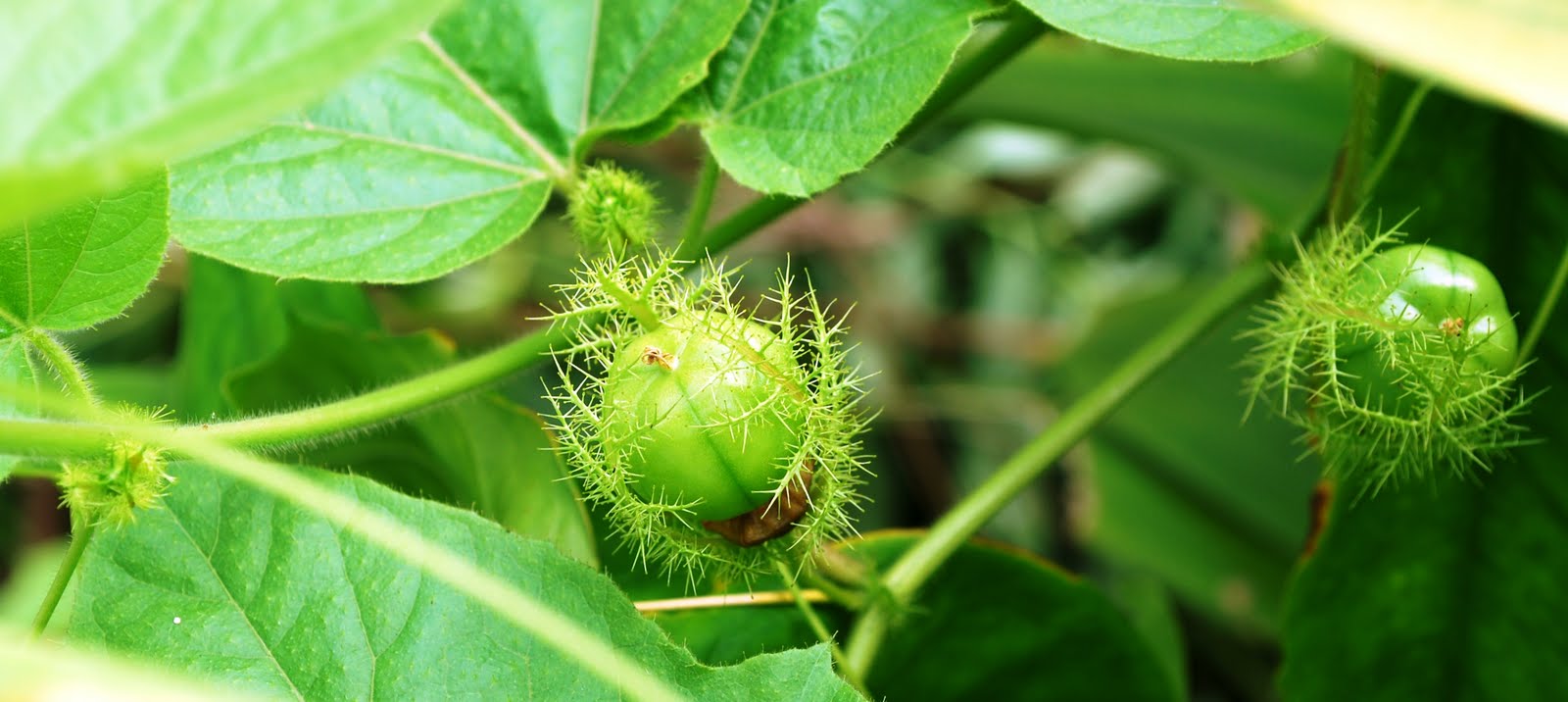 Pak Idrus's Blog... The creeper plants...