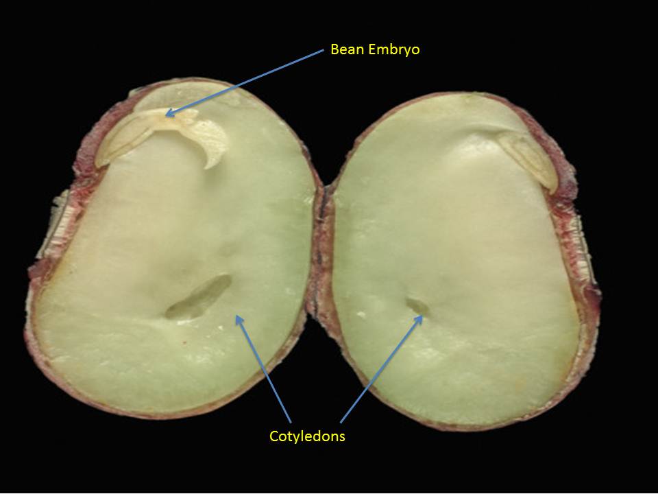 Ritter's AP Bio Plant Baby Book Ultra Sound