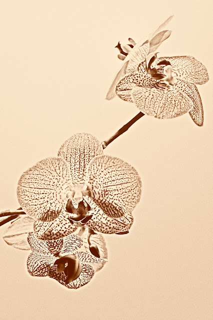 Orchidea