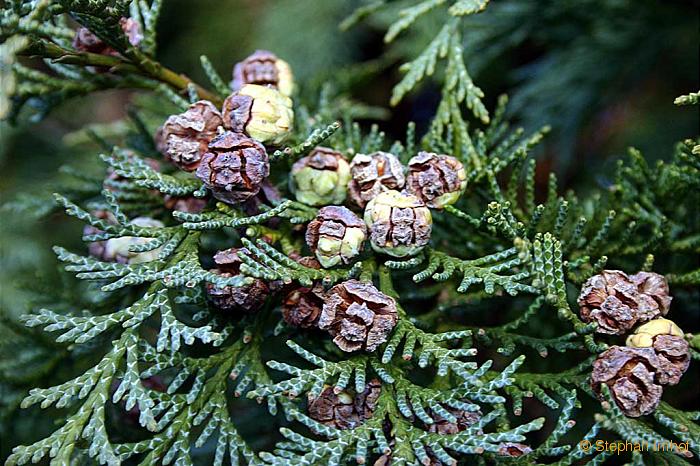 How to Plant Leyland Cypress How to Plant Leyland Cypress new photo How to Plant Leyland Cypress How to Plant Leyland Cypress new pics