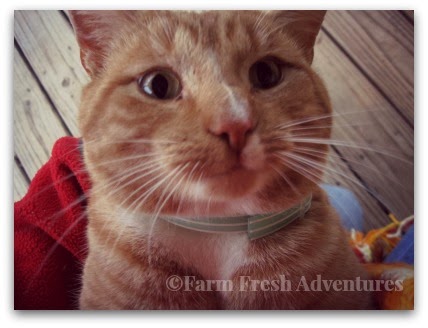Cats Comes When I Call His Name Cats Comes When I Call His Name