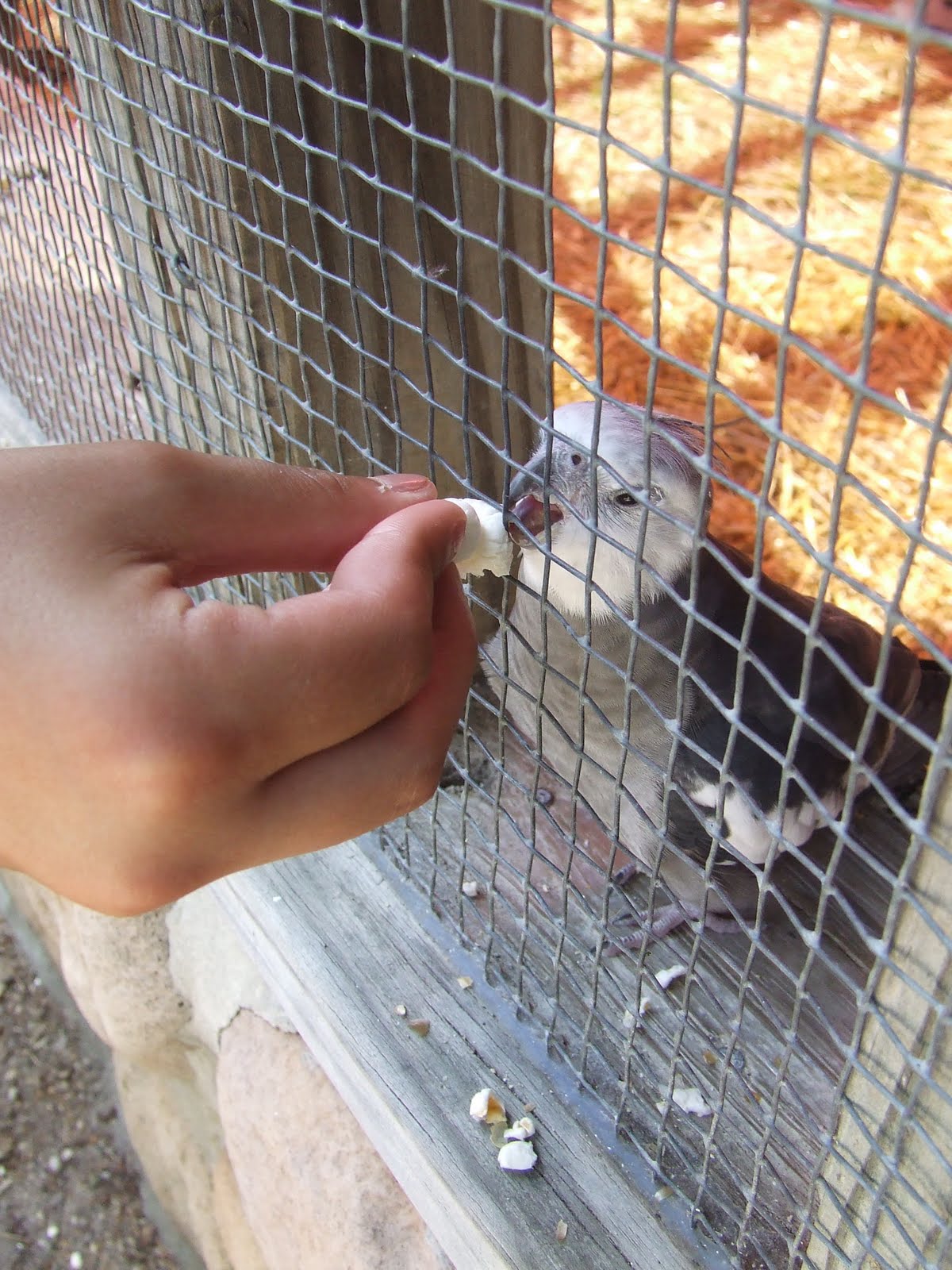A Harmonious Combination Popcorn Park Zoo