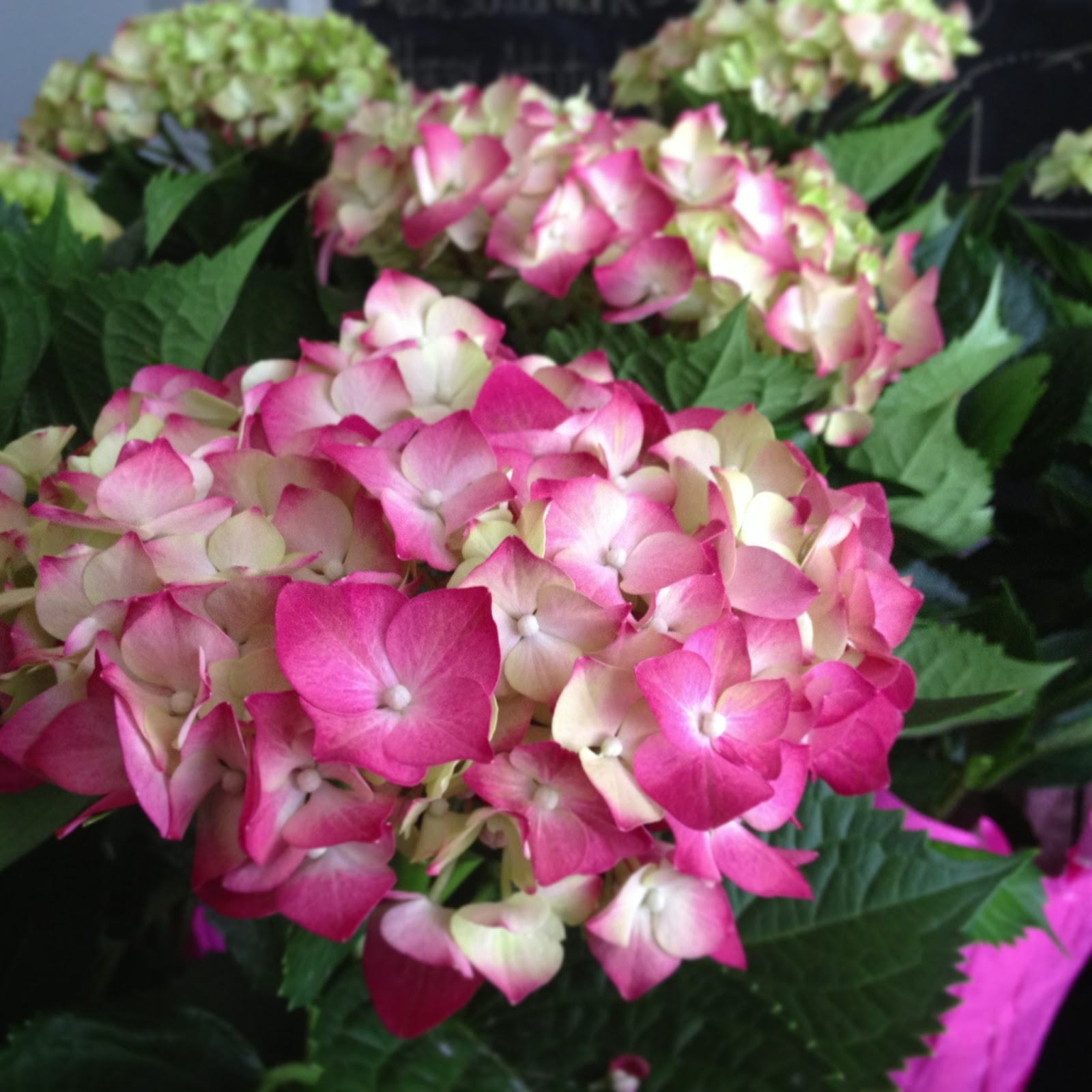 Hydrangea Serrata Stock Photos Hydrangea Serrata Stock Images