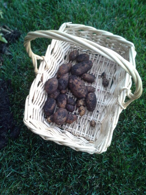Growing potatoes from the grocery store Success! The Suburban Jungle