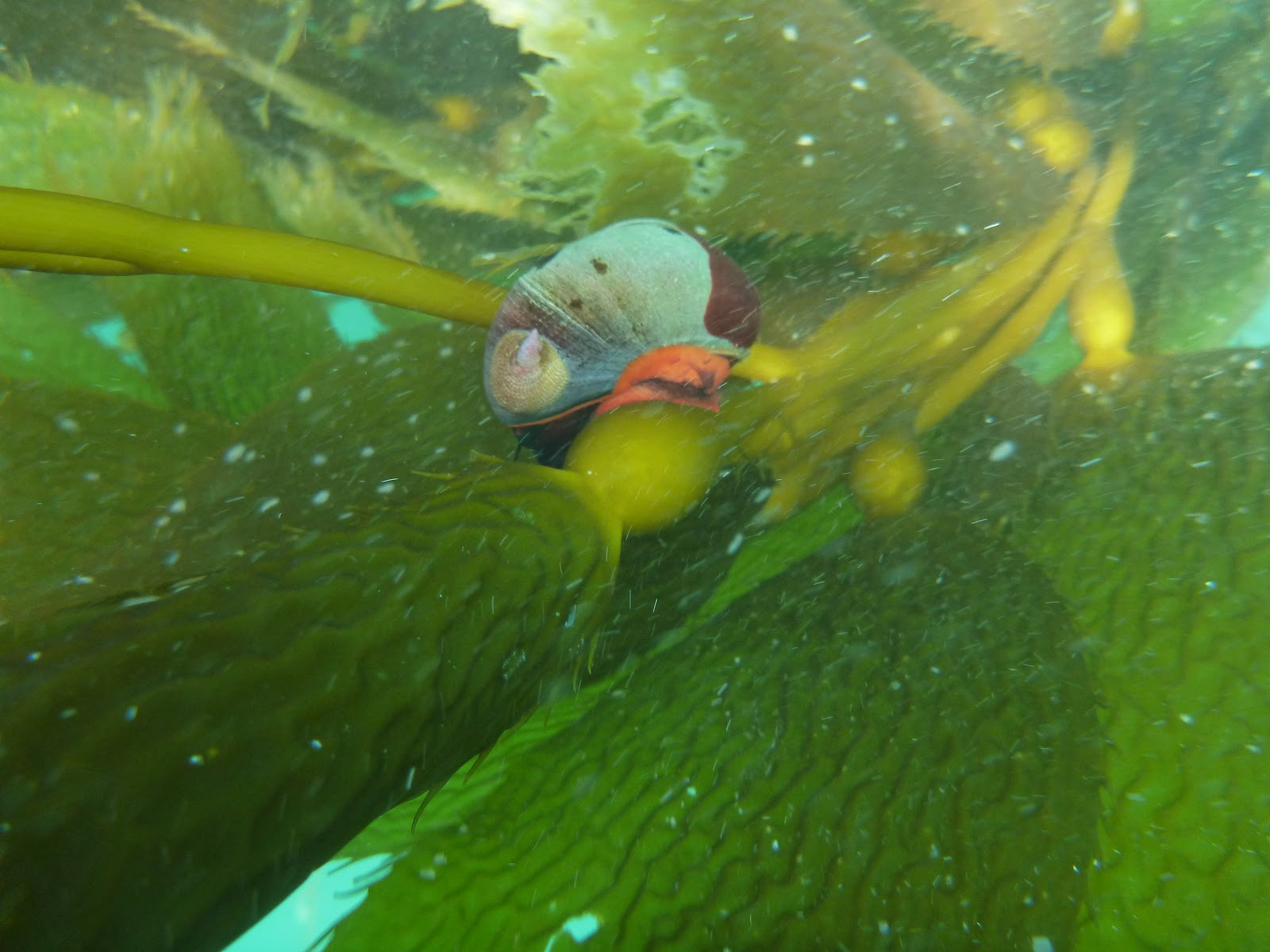 California Photos Laguna Beach Kelp Snail