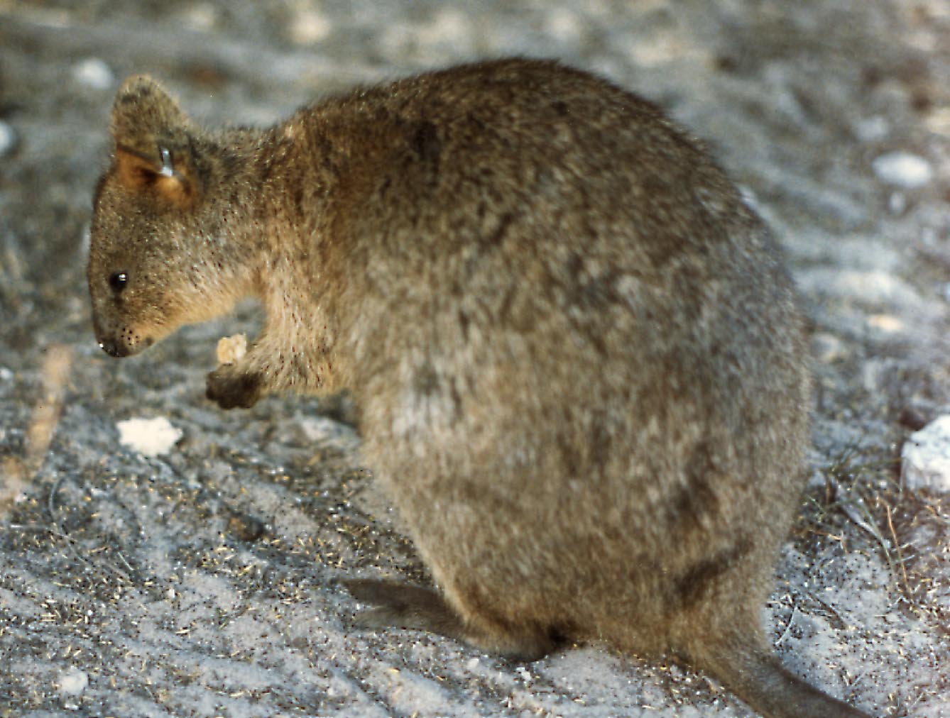 Dangerous of Wild Animals Quokka