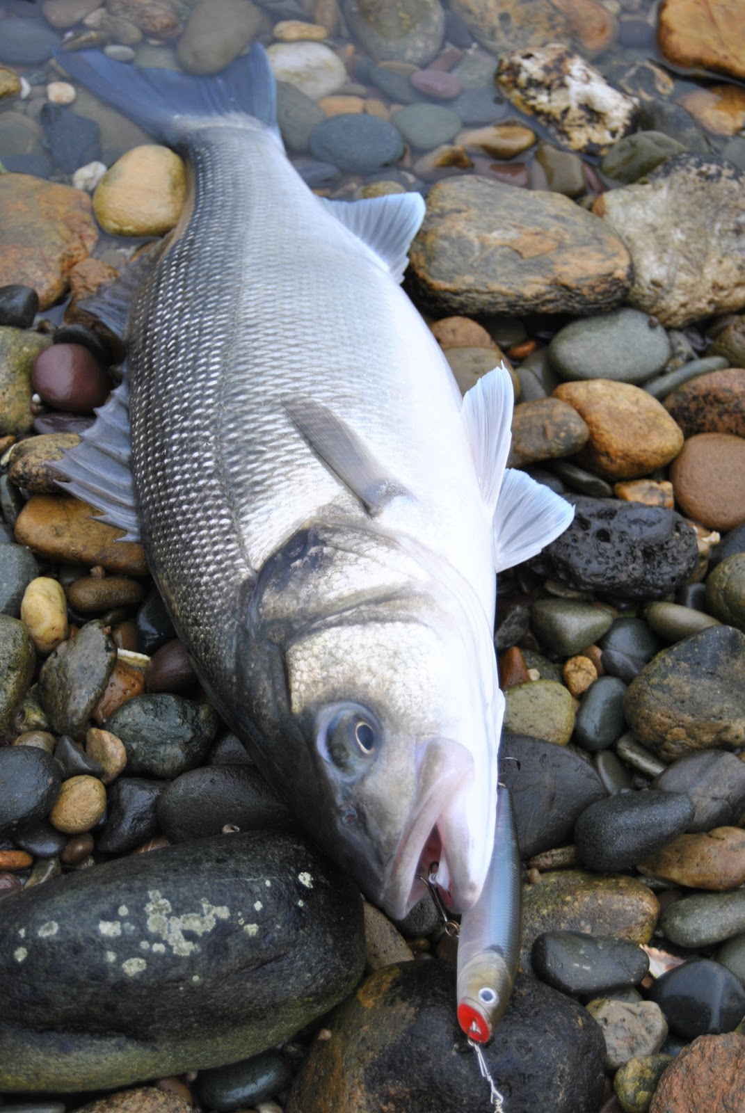 Graham Hill Modern Bass fishing 2021 Ireland the lures(part 2)