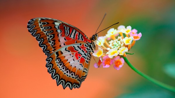 Butterfly on Flower 1920x1080 Image HD