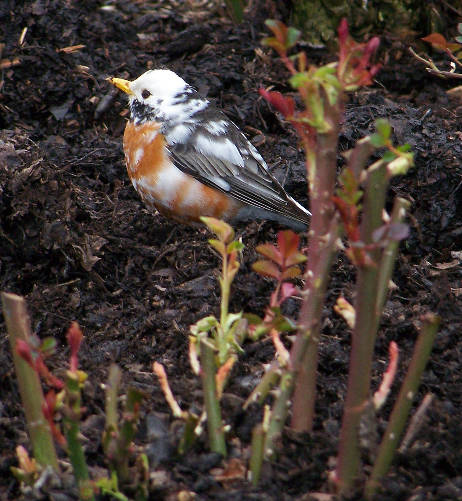 Discovering Kingwood Center Piebald Robin in Rose Garden