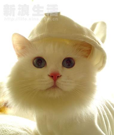 IDEAS,IMPLEMENTATION AND GENERATION: CUTE PICS OF PET ANIMAL