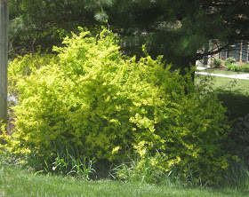 Future Plants By Randy Stewart Barberry