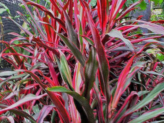Thailand Pakchong Beobachtungen Und Erfahrungen