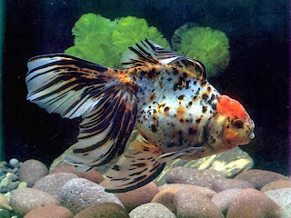 http://rihannahistorypic.blogspot.com/2013/12/fish-aquarium-wallpaper.html