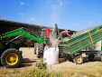 Harvesting barley 2013 with Claas Lexion